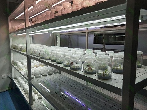 冕宁植物组织培养实验室设计建设方案